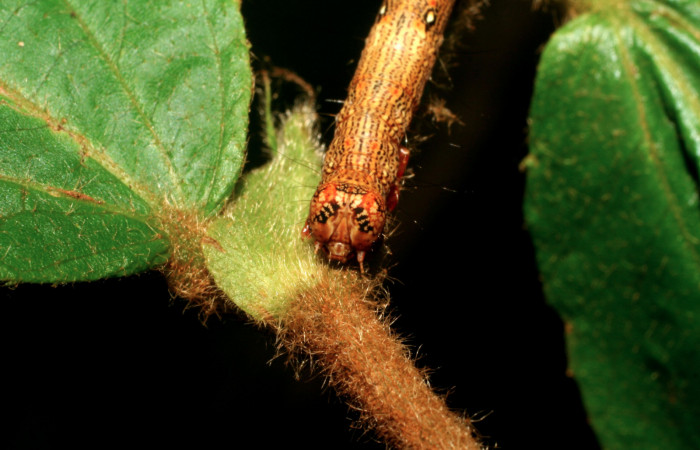 Figura 5. Larva <i>Euclystis sublignaris</i> (Erebidae), cuarto estadío posición atras lateral, mide 30 mm aproximadamente. Planta hospedera <i>Goethalsia meiantha</i> (Malvaceae). Voucher: 09-SRNP-44848-DHJ459834.jpg.