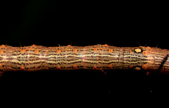 Figura 6. Larva <i>Euclystis sublignaris</i> (Erebidae), cuarto estadío posición la dorsal, mide 30 mm aproximadamente. Planta hospedera <i>Goethalsia meiantha</i> (Malvaceae). Voucher: 09-SRNP-44848-DHJ459836.jpg.