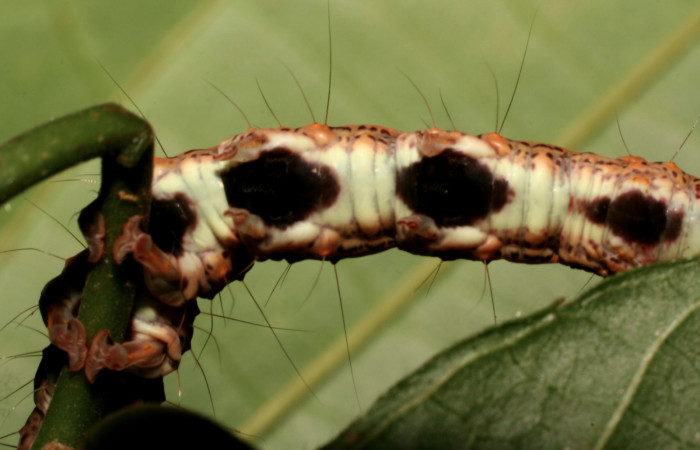 Figura 7. Larva <i>Euclystis sublignaris</i> (Erebidae), cuarto estadío posición las patas, mide 30 mm aproximadamente. Planta hospedera <i>Goethalsia meiantha</i> (Malvaceae). Voucher: 09-SRNP-44848-DHJ459839.jpg