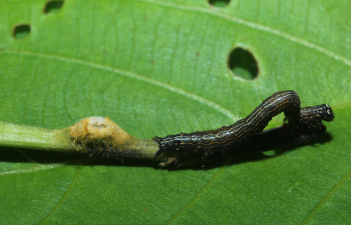 Figura 8. Capullo de parásito subfamilia (Microgastrinae), (Braconidae), mide 6 mm aproximadamente. Voucher:14- SRNP-71820-DHJ726166.jpg.