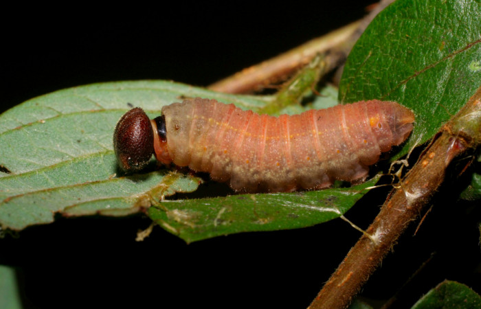 Fig.10.Prepupa de <i>Urbanus esta</i>. 22mm de longitud. Voucher: 06-SRNP-40068-DHJ413859.jpg.