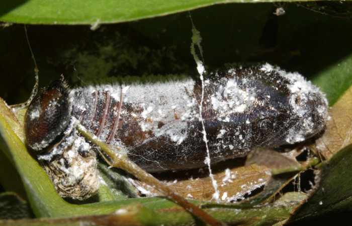 Fig.11. Pupa de <i>Urbanus proteus</i>. 28mm de longitud. Voucher: 15-SRNP-31526-DHJ728402.jpg.