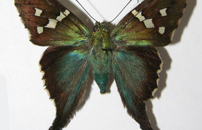 Fig.13.Adulto de <i>Urbanus esta</i>. Hembra. 42mm de longitud. Voucher: 06-SRNP-1984-DHJ339768.jpg.