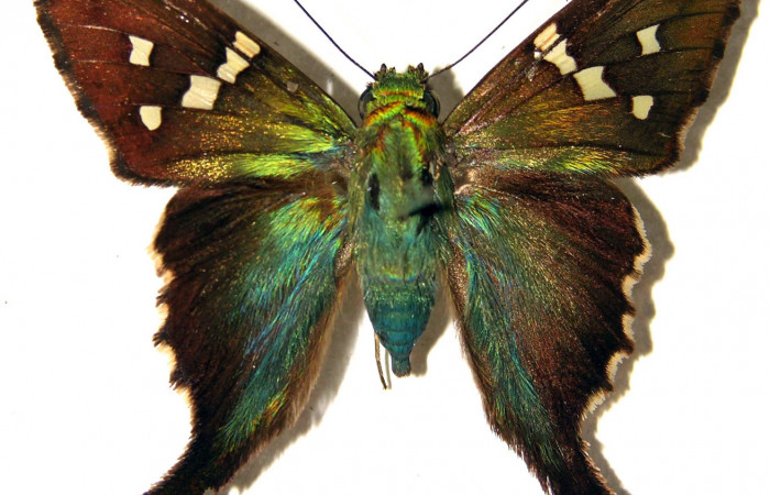 Fig.14. Adulto de <i>Urbanus esta</i>. Macho. 39mm de longitud. Voucher: 93-SRNP-5934-DHJ92066.jpg.