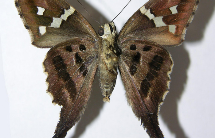 Fig.15. Adulto de <i>Urbanus esta</i>. Macho. 39mm de longitud. Voucher: 93-SRNP-5934-DHJ92066.jpg.