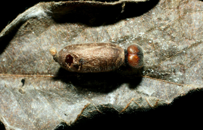 Fig.17. Capullo de Parásito de <i>Urbanus esta</i>. Voucher: 08-SRNP-40643-DHJ453452.jpg.