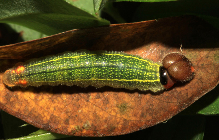 Fig.7. Larva de <i>Urbanus esta</i>. 17mm de longitud en penúltimo estadío. Voucher: 15-SRNP-30301-DHJ721616.jpg.