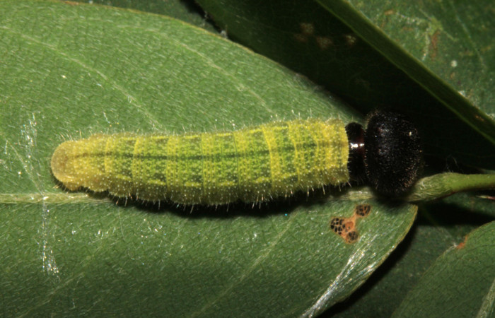 Fig.8. Larva de <i>Urbanus simplicius</i>. 12mm de longitud en tercer estadío. Voucher: 15-SRNP-31389-DHJ728215.jpg.