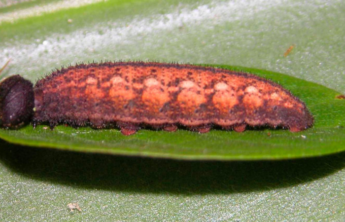 Fig.11. Larva de <i>Urbanus simplicius</i>. 28mm de longitud en penúltimo estadío. Voucher: 03-SRNP-2538-DHJ35298.jpg