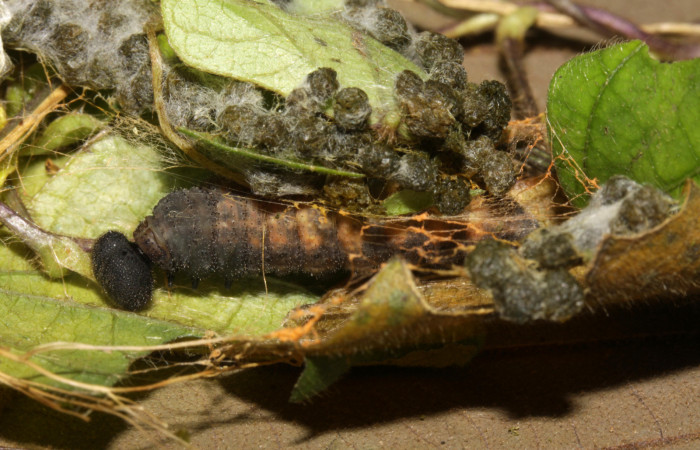 Fig.13. Prepupa de <i>Urbanus simplicius</i>. 30mm de longitud. Voucher: 15-SRNP-31343-DHJ728268.jpg