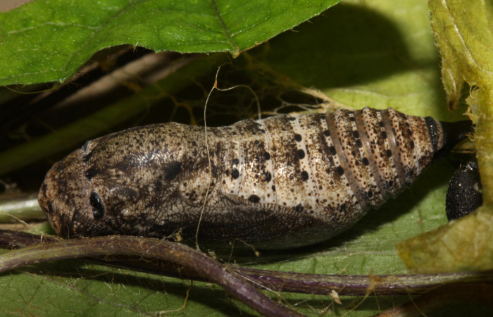 Fig.16. Pupa de <i>Urbanus simplicius</i>. 25mm de longitud. Voucher 15-SRNP-31344-DHJ728273.jpg