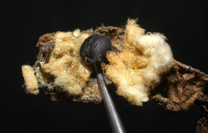 Fig.19. Capullos de Parásito de <i>Urbanus simplicius</i>. Voucher: 07-SRNP-20076-DHJ448274.jpg