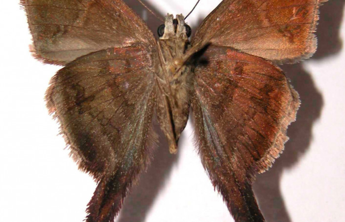 Fig.2.Adulto de <i>Urbanus simplicius</i>. Hembra 40mm  de longitud vista ventral. Voucher: 02-SRNP-4745-DHJ36859.jpg. 