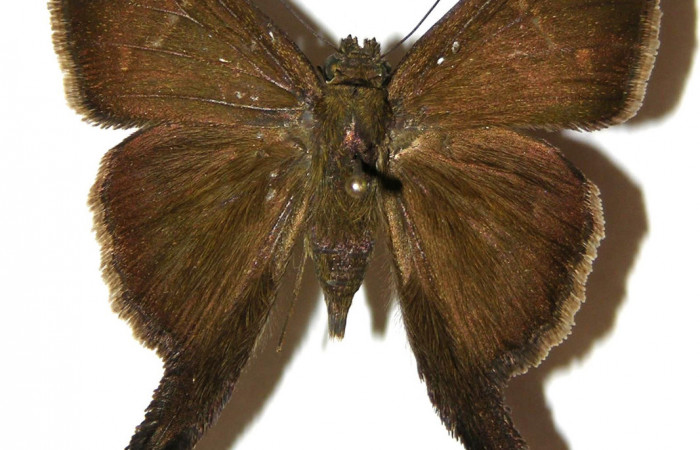 Fig.3. Adulto de <i>Urbanus simplicius</i>. Macho 39mm  de longitud vista dorsal. Voucher: 04-SRNP-30838-DHJ306676.jpg. 