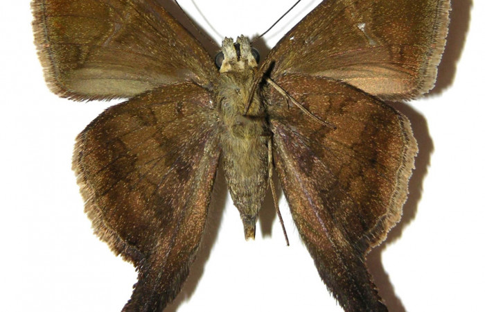 Fig.4. Adulto de <i>Urbanus simplicius</i>. Macho 39mm  de longitud vista ventral. Voucher: .04-SRNP-30838-DHJ306677.jpg. 