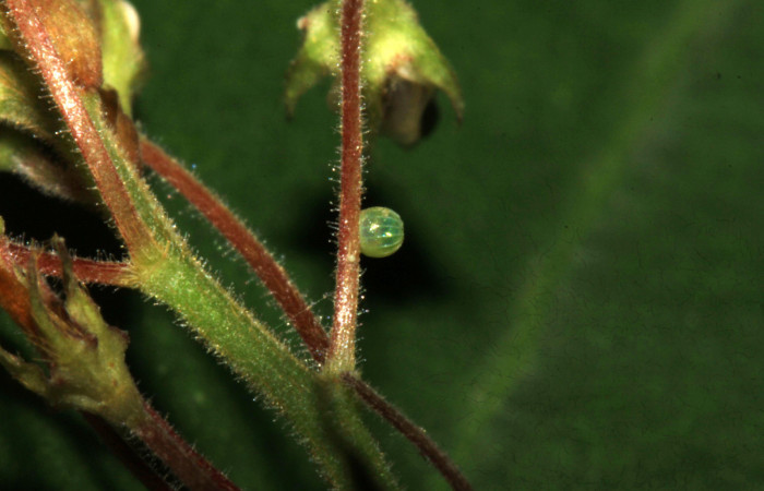 Fig.6. Huevo de <i>Urbanus simplicius</i>. 1mm de longitud. Voucher: 15-SRNP-31393-DHJ728218.jpg.  