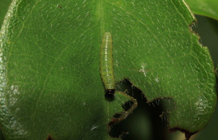 Fig.7. Larva de <i>Urbanus simplicius</i>. 3mm de longitud en primer estadío. Voucher: 15-SRNP-31393-DHJ728221.jpg.  