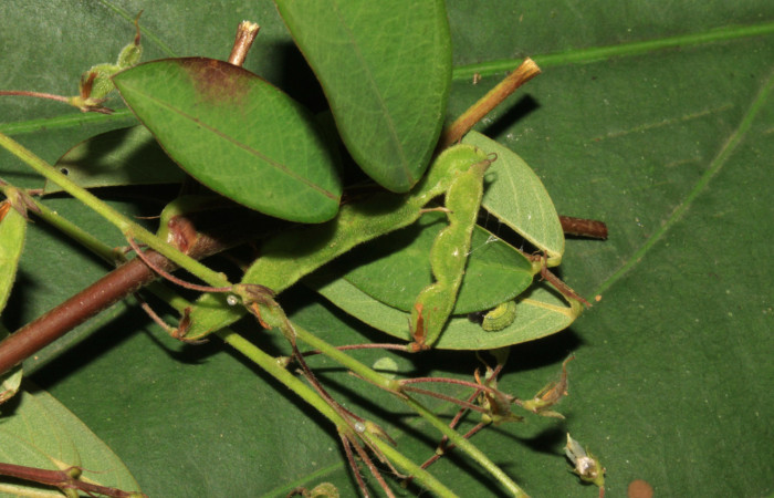Fig.8. Larva de <i>Urbanus simplicius</i>. 10mm de longitud en segudo estadío. Voucher: 15-SRNP-31389-DHJ728207.jpg.  