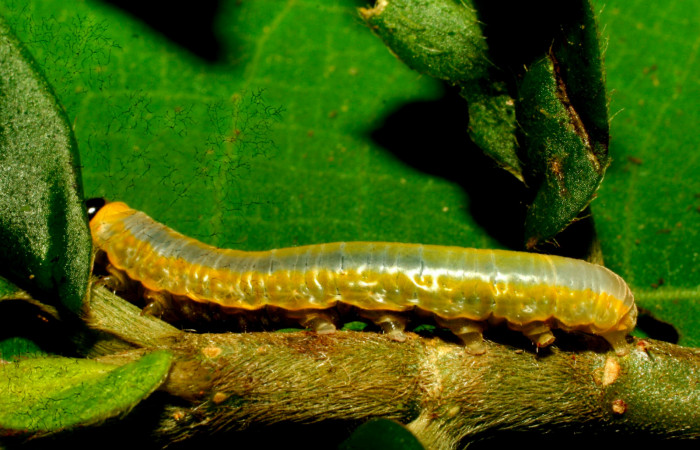 Fig. 10. Larva de <i>Hyposcada virginiana</i>. 17mm de longitud en posición lateral. Voucher : 10-SRNP-30512-DHJ471520.jpg.