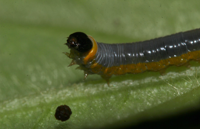Fig. 12. Mostranto cabeza de <i>Hyposcada virginiana</i>, en penúltimo estadio. Voucher : 18-SRNP-31378-DHJ746141.jpg.
