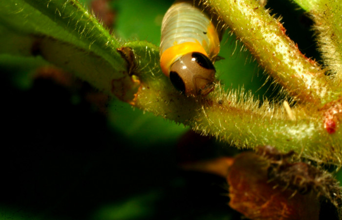 Fig.15. Mostranto cabeza de <i>Hyposcada evanides</i>. 10mm de longitud. Voucher : 11-SRNP-30850-DHJ482057.jpg.