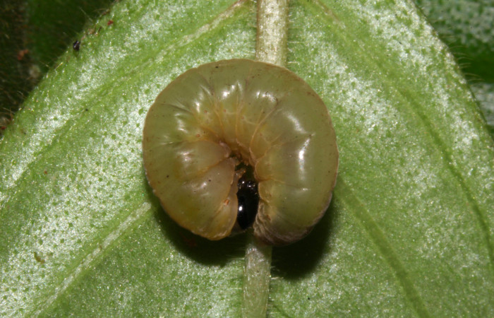 Fig.16. Prepupa de <i>Hyposcada virginiana</i>. Voucher : 18-SRNP-31378-DHJ746246.jpg.