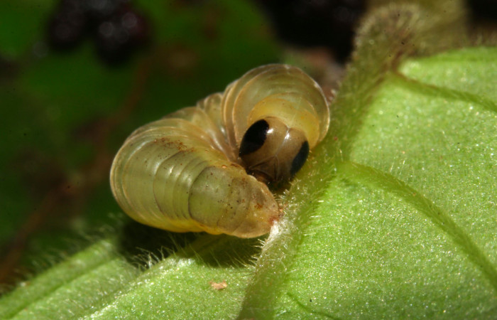 Fig.17. Prepupa de <i>Hyposcada virginiana</i>. Voucher : 18-SRNP-31378-DHJ746248.jpg.