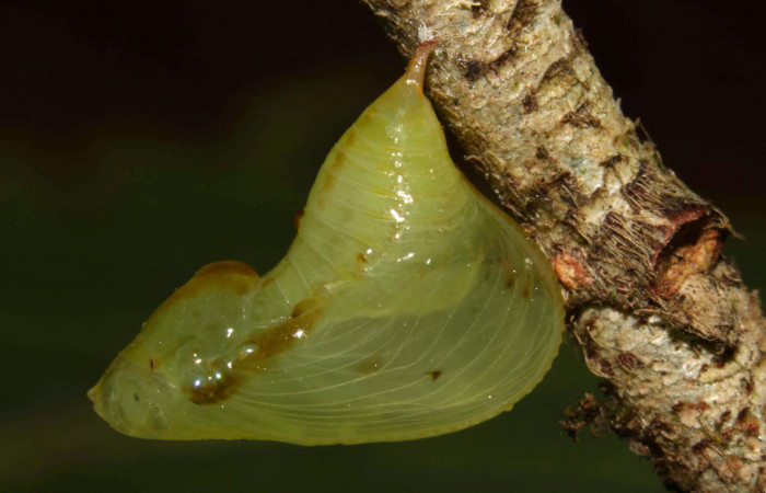 Fig.18. Pupa de <i>Hyposcada evanides</i>. Voucher : 12-SRNP-31582-DHJ700092.jpg.