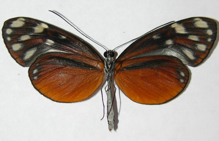 Fig. 2. Adulto de <i>Hyposcada virginiana</i>. 55mm de longitud vista ventral. Voucher : 09-SRNP-21434-DHJ513577.jpg.