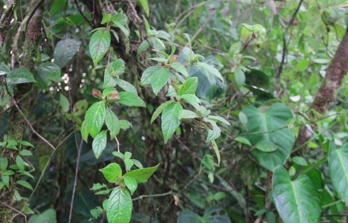 Fig.20. Mostrando hojas de <i>Drymonia alloplectoides</i> (Gesneriaceae), planta hospedera de Hyposcada evanides.<i>Hyposcada virginiana</i>. Estación Pitilla, Junio 2020. Foto, Manuel Ríos.
