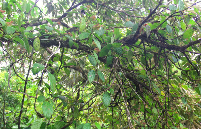 Fig.21. Planta hospedera de <i>Hyposcada evanides</i>, <i>Hyposcada virginiana</i>, <i>Drymonia alloplectoides</i>, (Gesneriaceae). Estación Pitilla, Junio 2020. Foto, Manuel Ríos.
