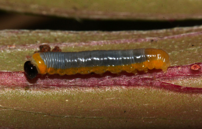 Fig. 5. Larva de <i>Hyposcada virginiana</i>. 14mm de longitud en posición lateral. Voucher : 20-SRNP-30867-DHJ776918.jpg. 
