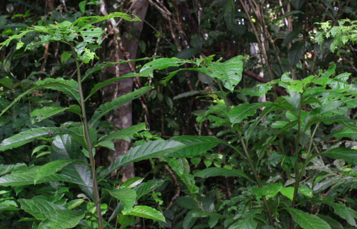 Fig.12. Plantas hospedera de <i>Pteronymia notilla</i>, <i>Solanum rovirosanum</i> (Solanaceae).