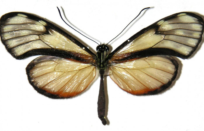 Fig.2. Adulto de <i>Pteronymia notilla</i>. Macho 49mm  de longitud vista dorsal. Voucher : 04-SRNP-56748-DHJ307522.