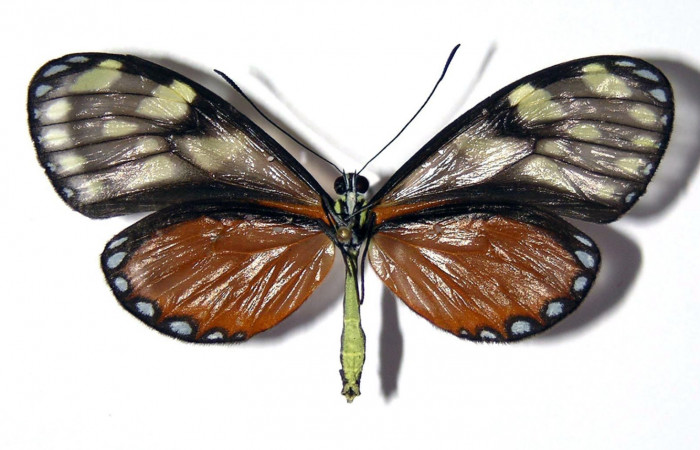 Fig.3. Adulto de <i>Pteronymia notilla</i>. Hembra 53mm  de longitud vista ventral. Voucher : 04-SRNP-45732-DHJ96529.
