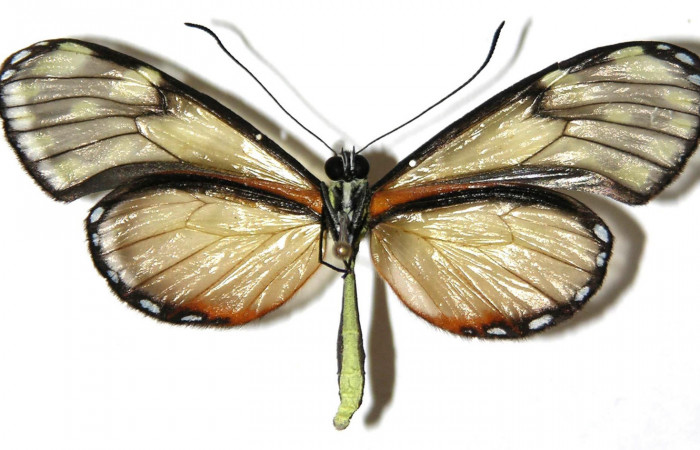Fig.4. Adulto de <i>Pteronymia notilla</i>. Macho 49mm de longitud vista ventral. Voucher : 04-SRNP-56748-DHJ307523.
