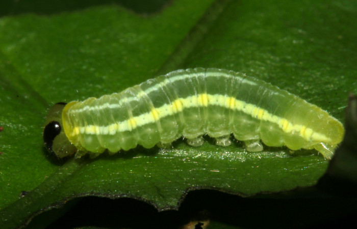 Fig.5. Larva de <i>Pteronymia notilla</i>. 10mm de longitud. Voucher : 16-SRNP-31754-DHJ735683.jpg.