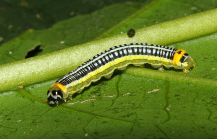 Fig.6. Larva de <i>Pteronymia notilla</i>. 21mm de longitud. Voucher :16-SRNP-31753-DHJ735678.jpg.
