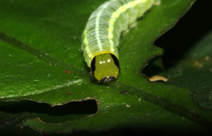 Fig.7. Larva de <i>Pteronymia notilla</i>. 10mm de longitud. 10mm de longitud. Voucher : 16-SRNP-31754-DHJ735681.jpg.