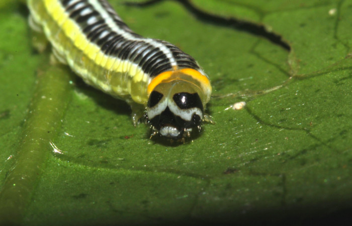 Fig.8. Larva de <i>Pteronymia notilla</i>. 21mm de longitud. Voucher : 16-SRNP-31753-DHJ735676.jpg.