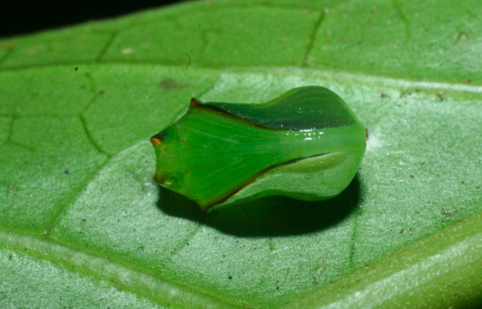 Fig.9. Pupa de <i>Pteronymia notilla</i>. 10mm de longitud. Voucher : 09-SRNP-35902-DHJ455756.jpg.