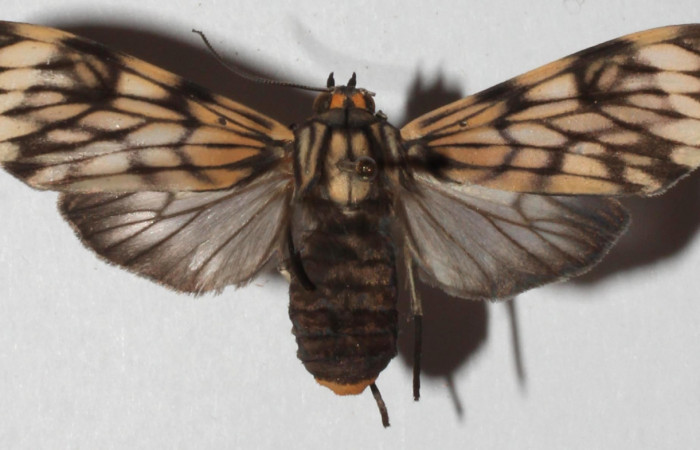 Fig. 10 Adulto <i>Eucereon xanthura</i> (Erebidae) mide 44mm. Gallinazo, Sector Brasilia, 360 m,18-SRNP-30646-DHJ939662.