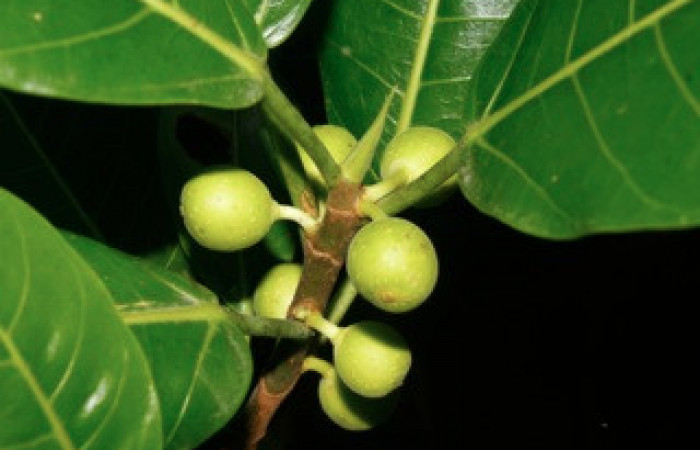 Fig. 11 Frutos <i>Ficus crocata</i> (introducido) (Moraceae). Casona Santa Rosa, Sector Santa Rosa, 295 m.
