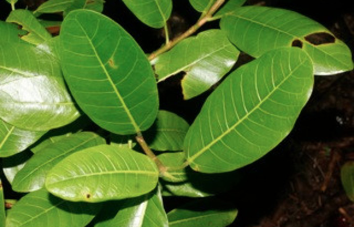 Fig. 12 Hojas <i>Ficus crocata</i> (introducido) (Moraceae). Casona Santa Rosa, Sector Santa Rosa, 295 m.