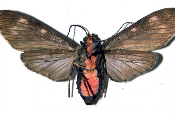 Fig. 2 Adulto vista ventral hembra <i>Eucereon pilati</i> (Erebidae) mide 36mm. Casona Santa Rosa, Sector Santa Rosa, 295 m,.96-SRNP-7756-DHJ92305.