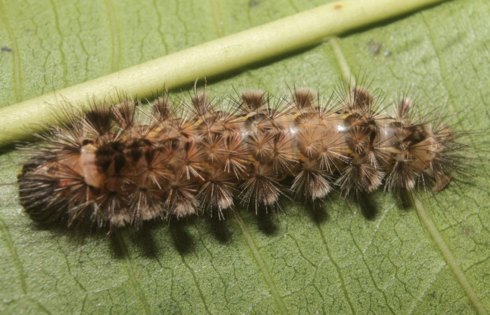 Fig. 3 Larva lateral entero <i>Eucereon pilati</i> (Erebidae) mide 30mm. Pochote, Sector Rincon Rain Forest, 150 m. 18-SRNP-45854-DHJ718982.jpg.