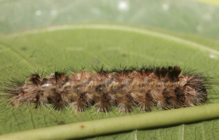 Fig. 4 larva lateral entero <i>Eucereon pilati</i> (Erebidae) mide 30mm. Pochote, Sector Rincon Rain Forest, 150 m. 150 m, 18-SRNP-45854-DHJ718984.jpg