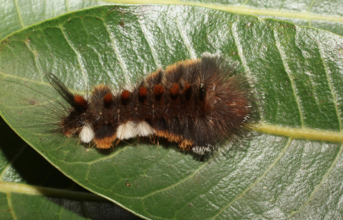 Fig. 5 Larva dorsal entero <i>Eucereon pilati</i> (Erebidae) mide 30mm. Gallinaso, Sector Brasilia, 360 m, 18-SRNP-65377-DHJ488558.JPG