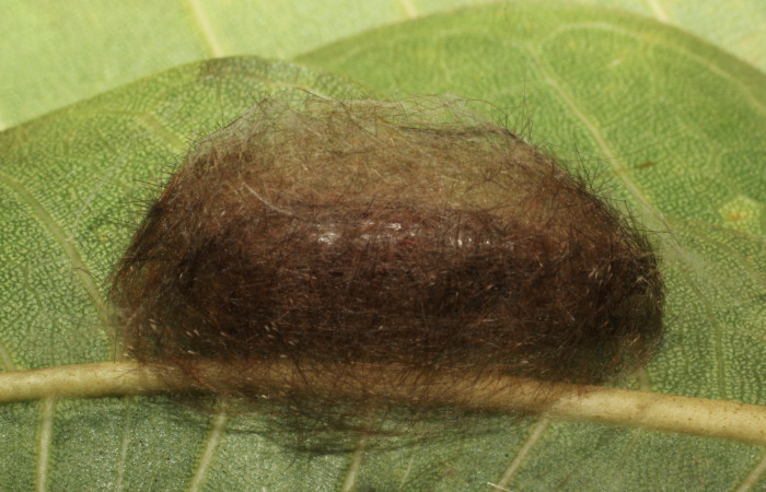 Fig. 7 Capullo <i>Eucereon pilati</i> (Erebidae) mide 30mm. Gallinazo, Sector Brasilia, 360 m. 18-SRNP-65410-DHJ488608.JPG