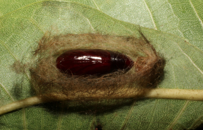 Fig. 8 Capullo <i>Eucereon pilati</i> (Erebidae) mide 30mm. Gallinazo, Sector Brasilia, 360 m, 18-SRNP-65410-DHJ488610.JPG